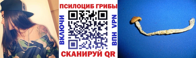 Купить где  Иланский  Галлюциногенные грибы Psilocybe 